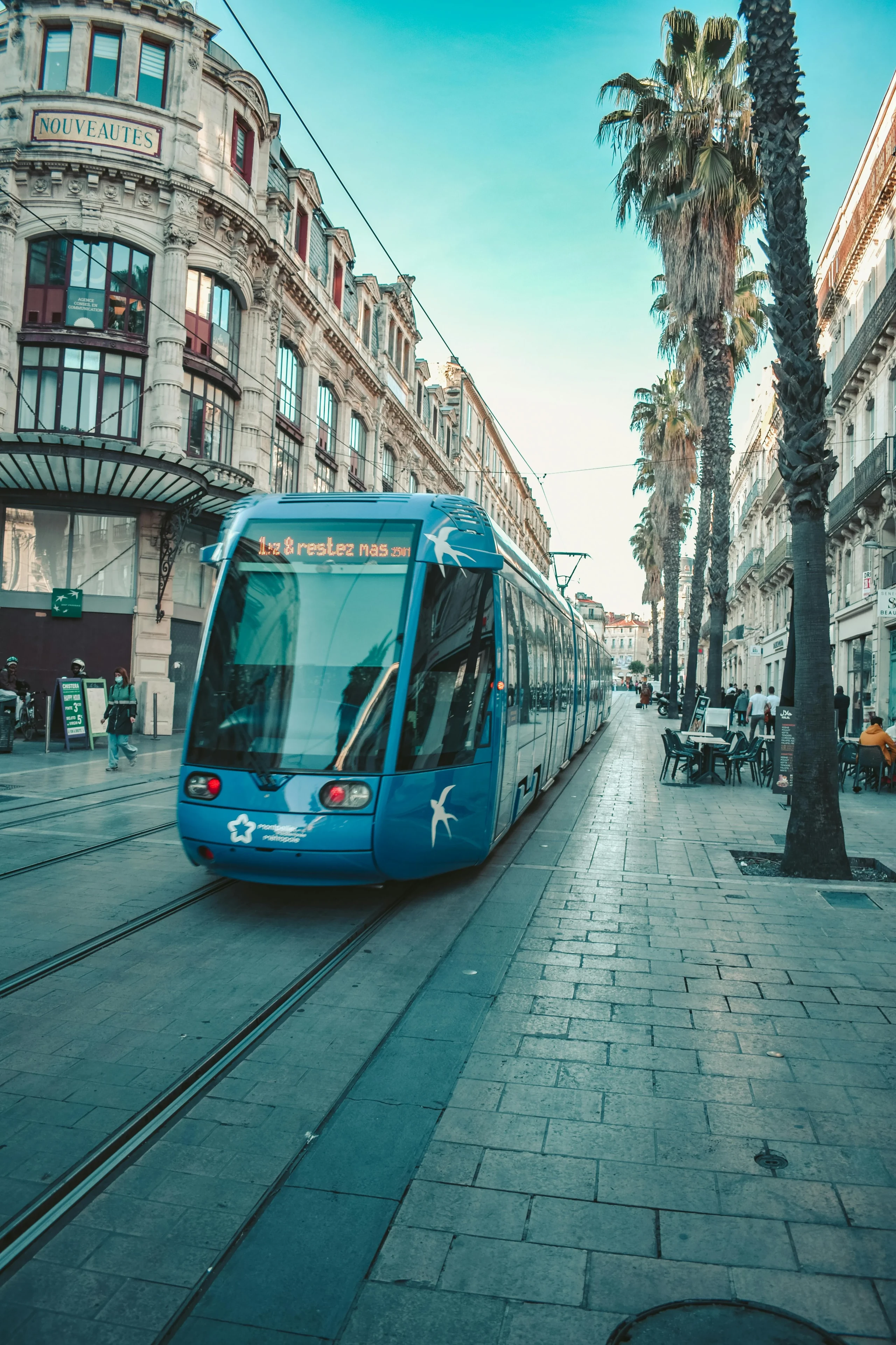 Tram bleu circulant dans une rue bordée de palmiers.